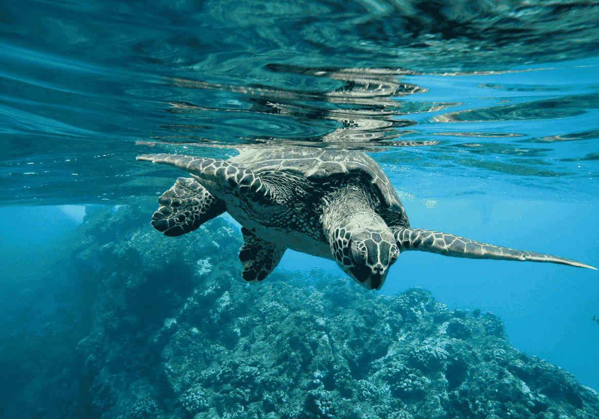 Entenda a Lei do Mar: Projeto em votação pode tornar o Brasil defensor do ecossistema marinho